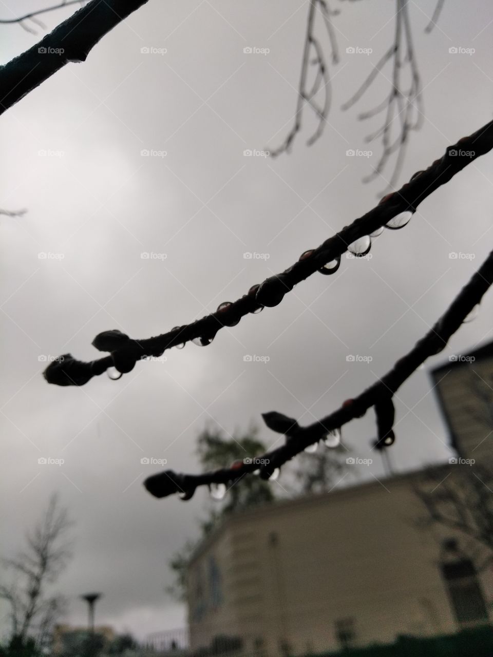 Water Droplets on a Tree Branch