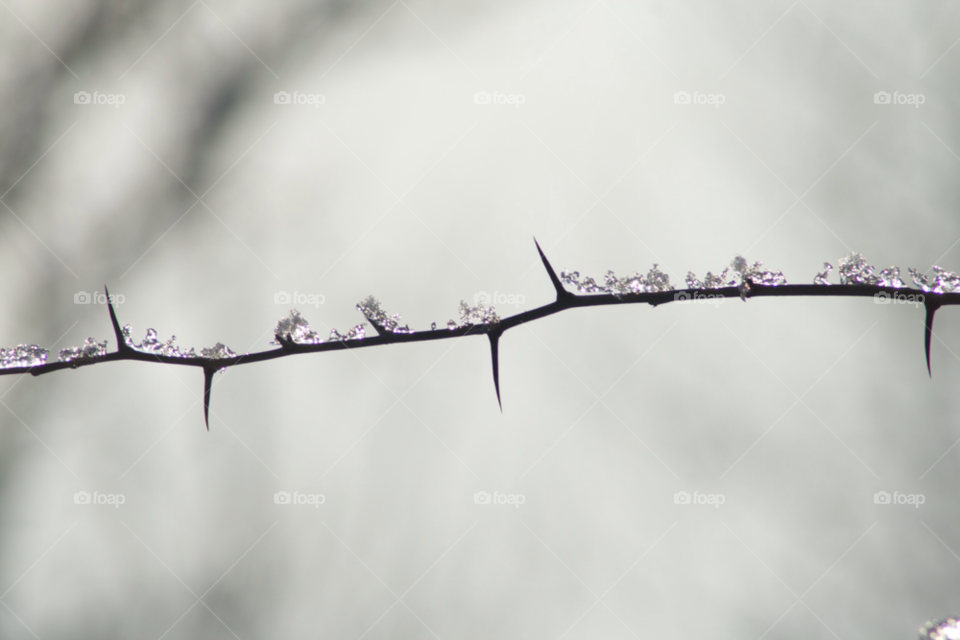 Close-up of tree branch