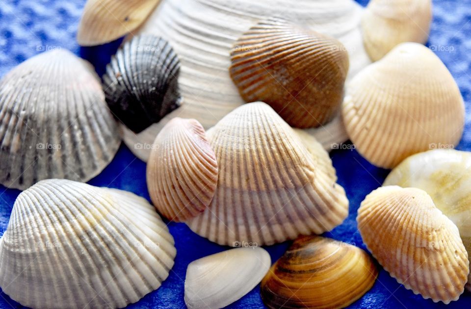 Sea Shells