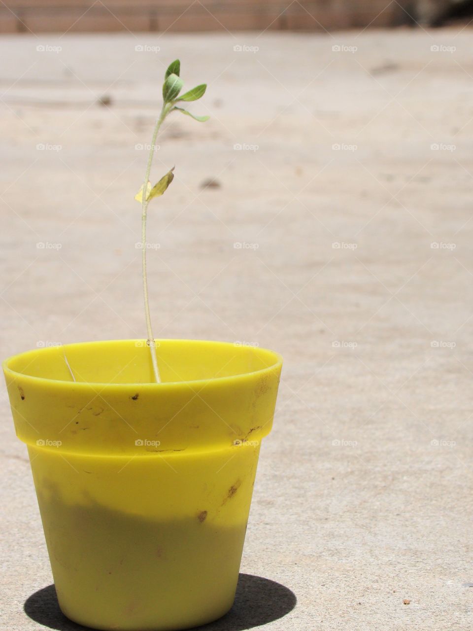 Yellow potted plant