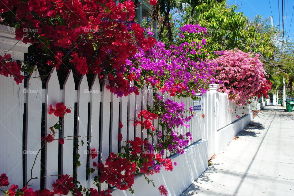 Beautiful blooming bushes in Key West, Fl