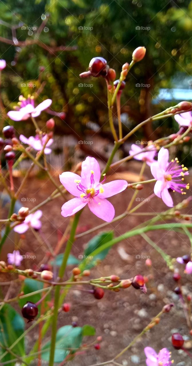 Talinum paniculatum