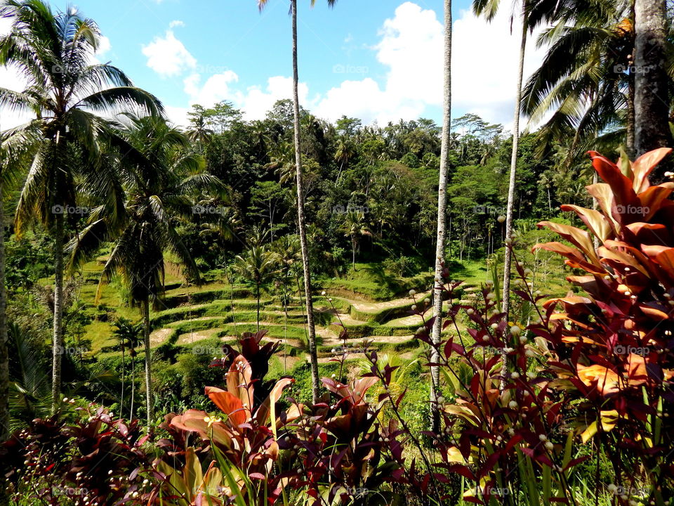 Rice terrace field in bali