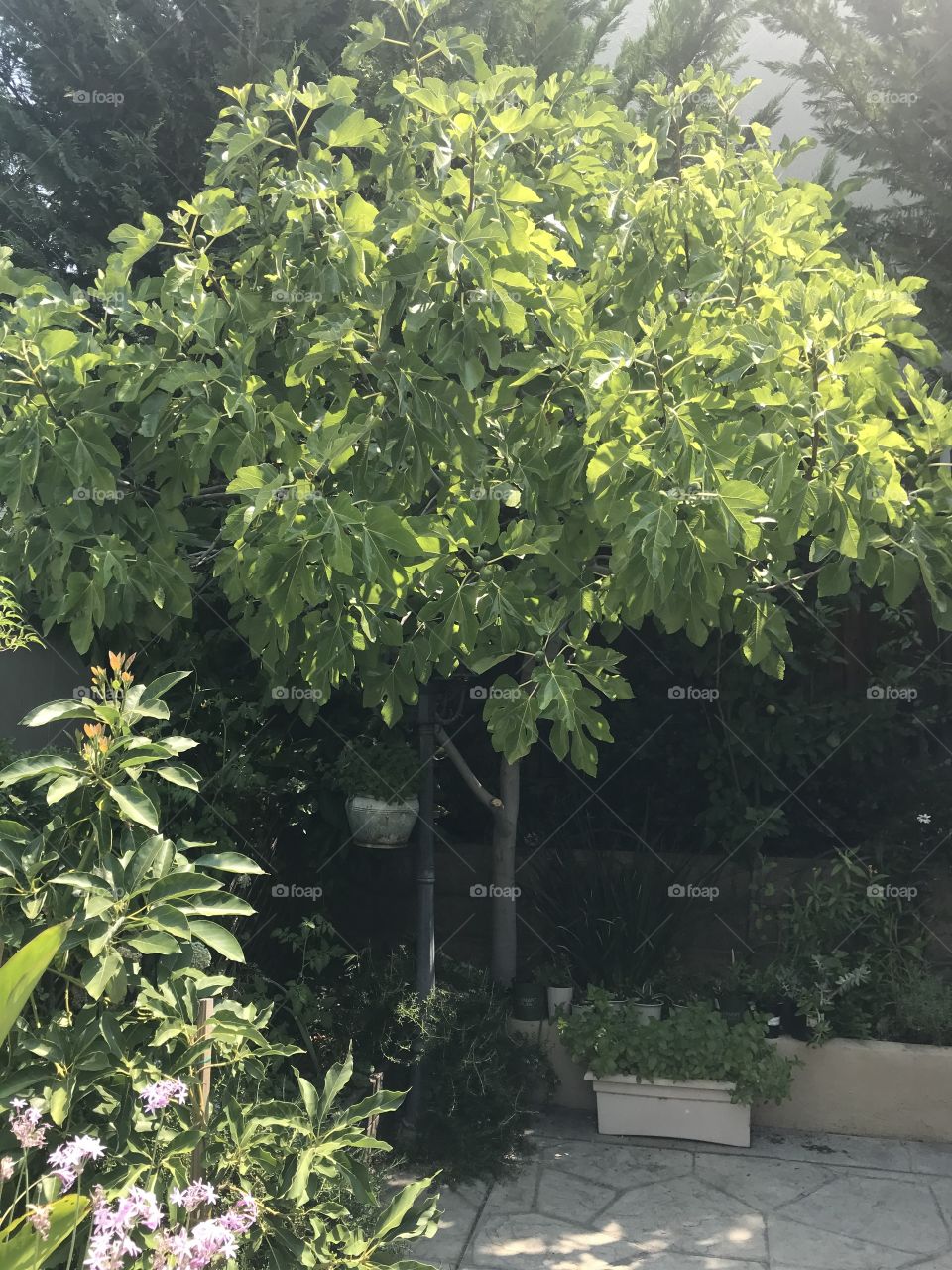 Backyard fig tree
