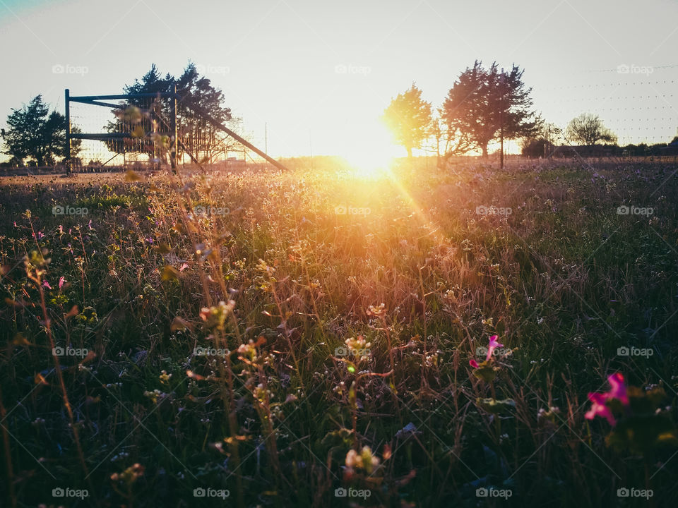 Wildflowers at Sunset