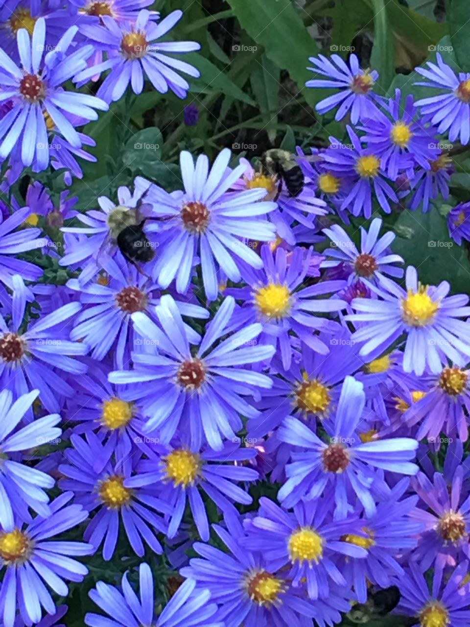 Purple daisy flower bush, with two bees getting every bit of nectar they can!