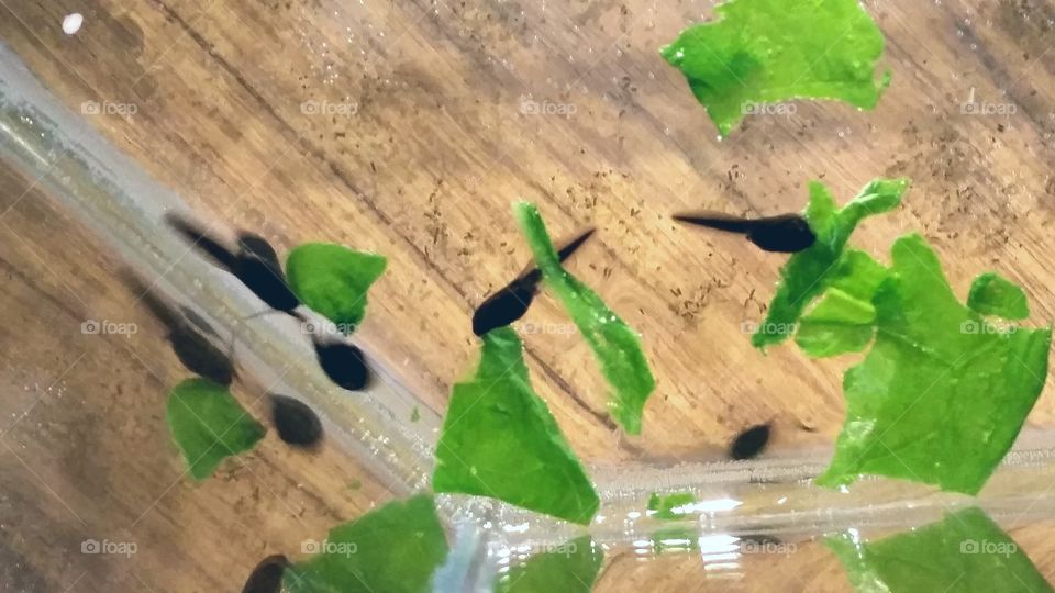 Tadpoles!. Feeding tadpoles with spinach leaves.