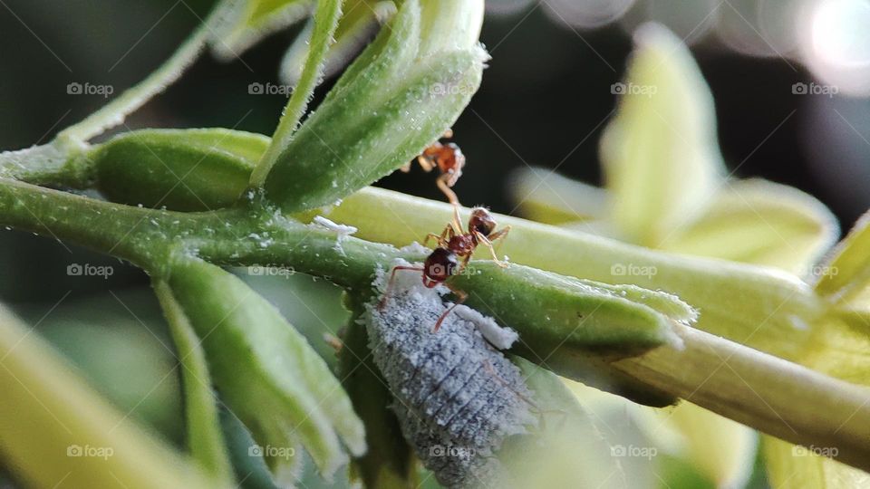 Ants and aphids