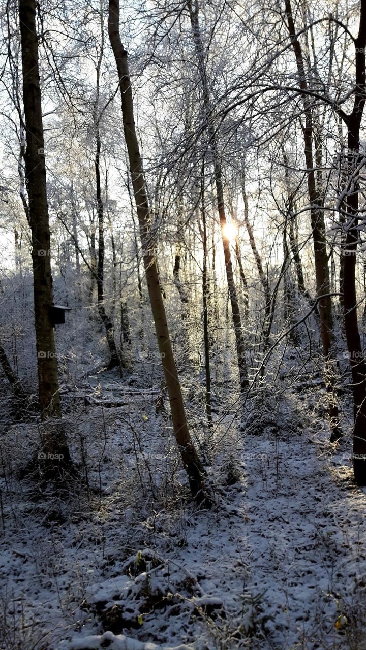 Winter in the forrest