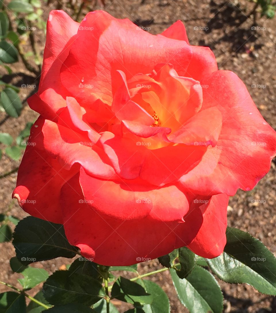 Pink rose sunburst