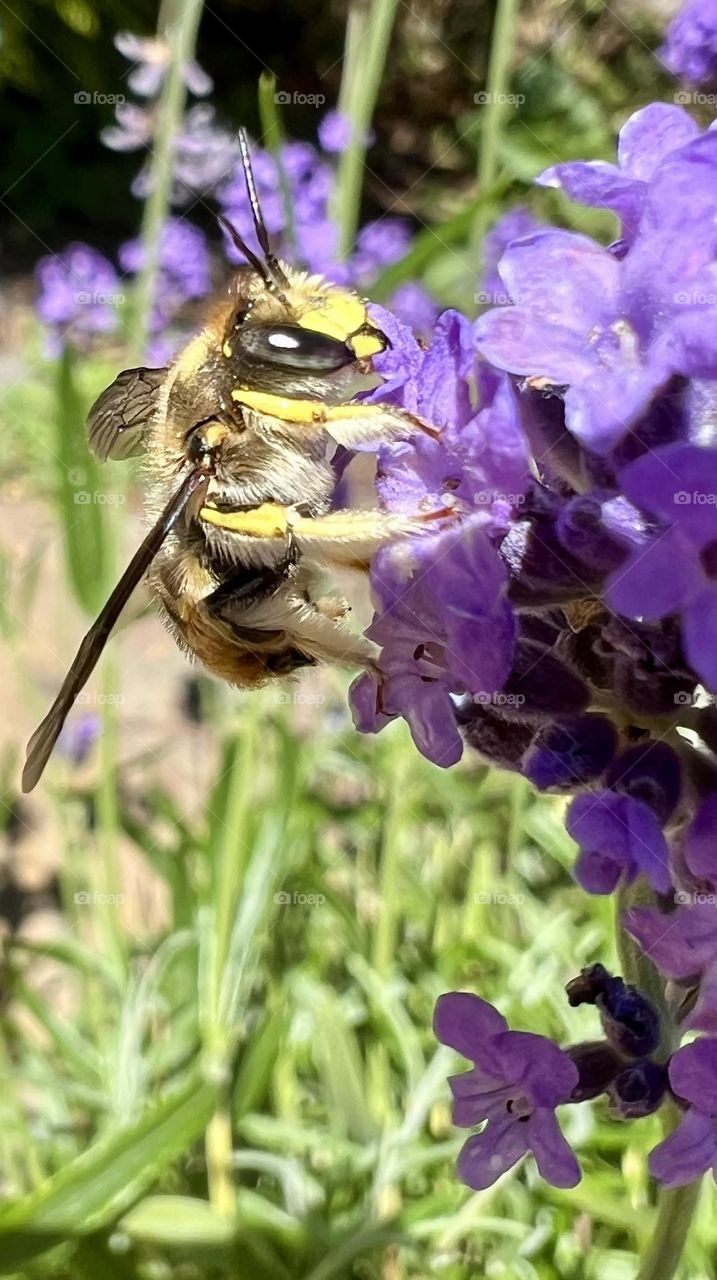 Bee