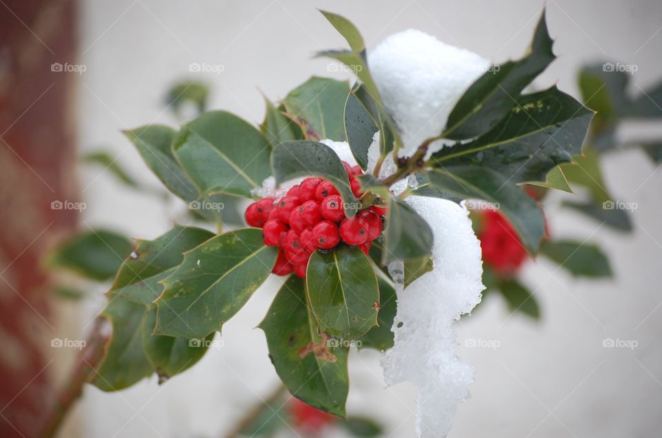 Holly berries in the winter snow
