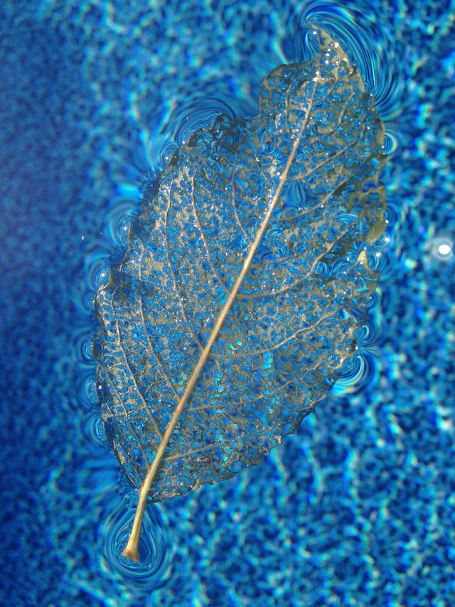 light china water leaf by courto08