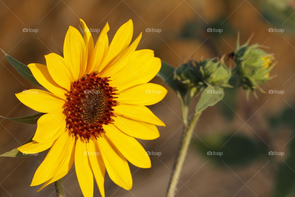 sunflower being kissed by the Sun