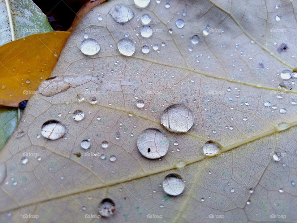 Autumn. Raindrops on yellow leaves