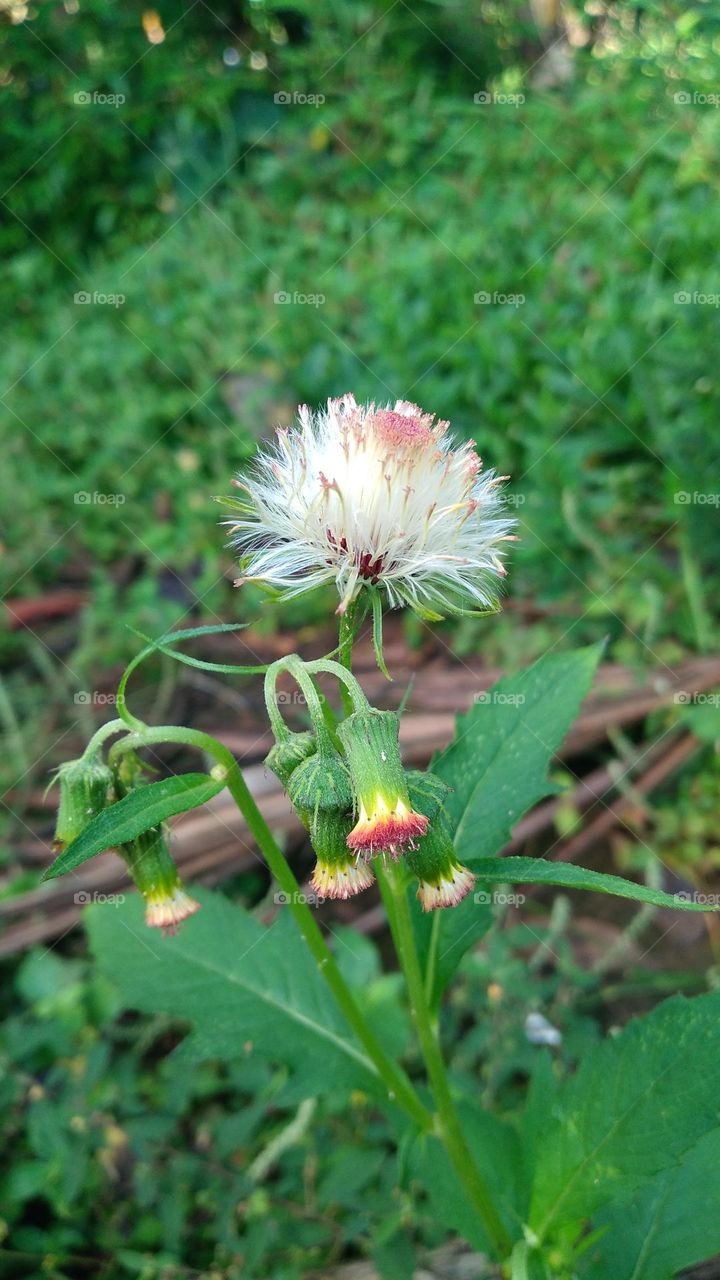 Crassocephalum crepidioides flower in bloom