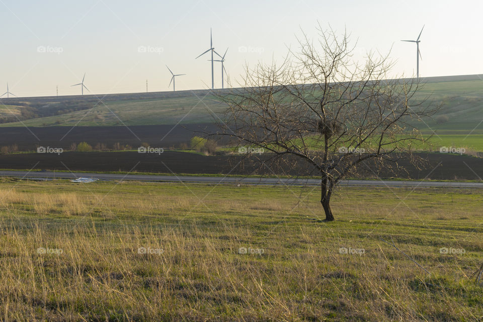 Tree with a birds nest on wind turbine farm background.Sunny day