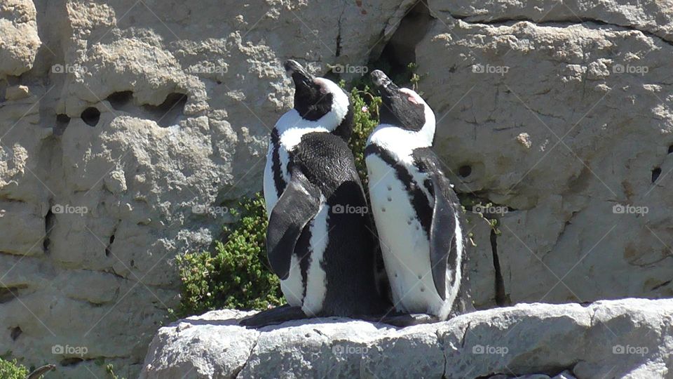 Peguins relaxing in the sun after a swim