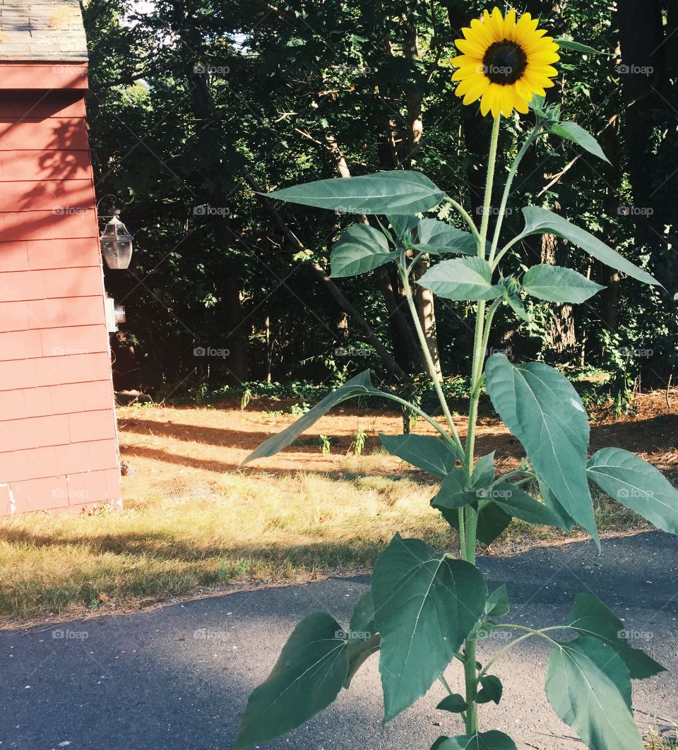 Sunflower and barn