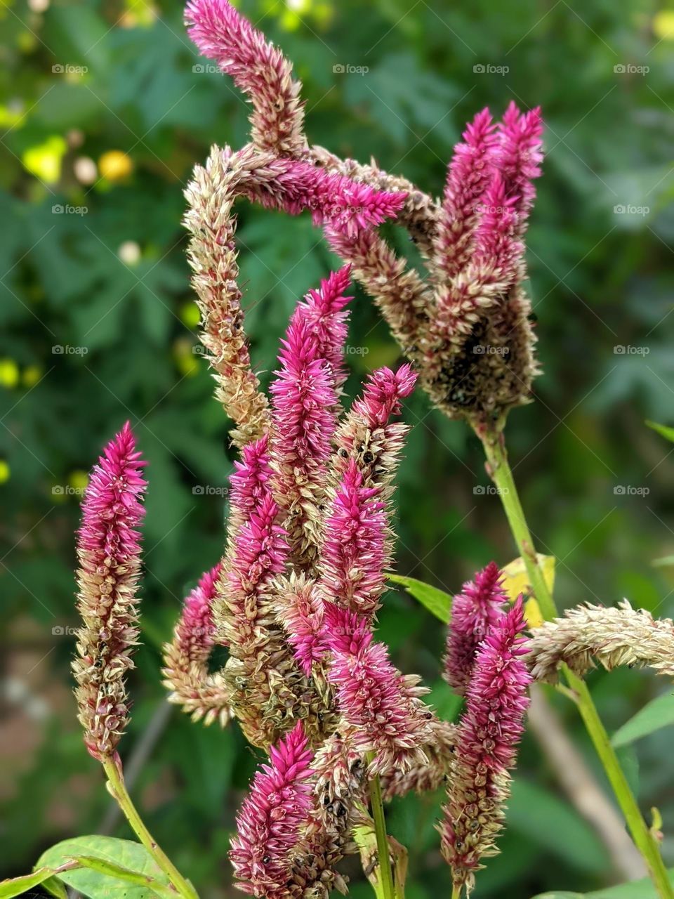 Celosia cristata