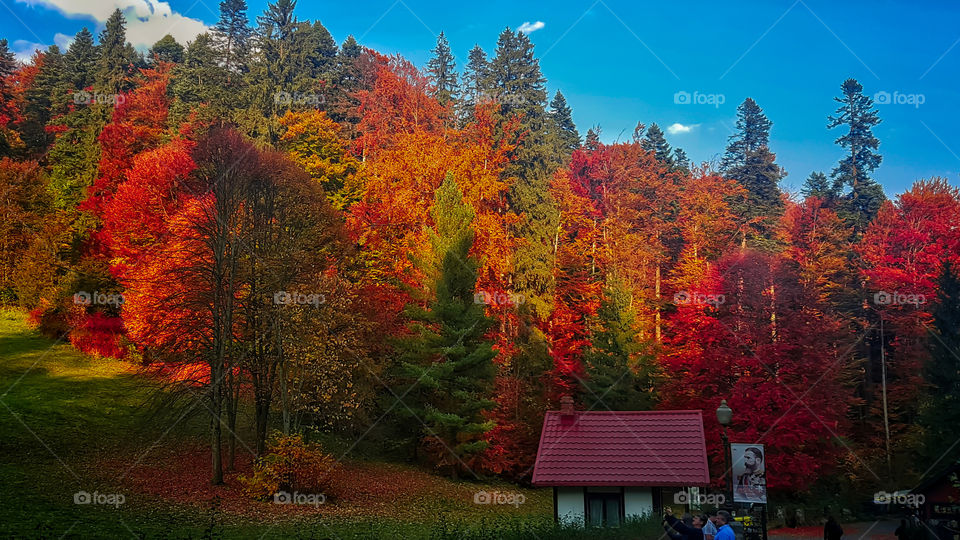 natural color palette