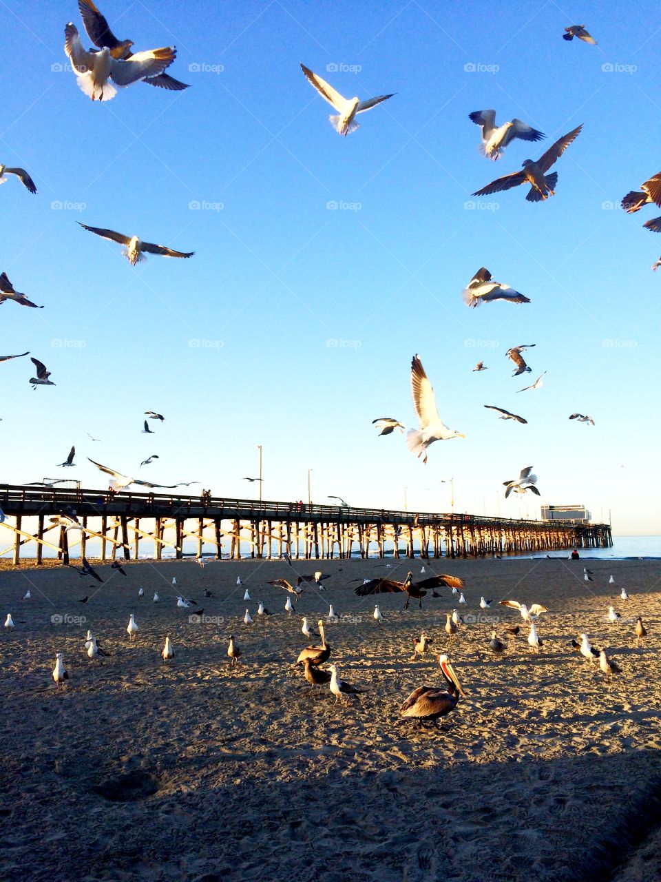 Bird Frenzy. Birds going wild in Newport Beach, California