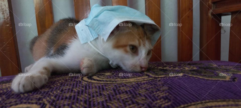 Kitten wearing a mask on a sofa