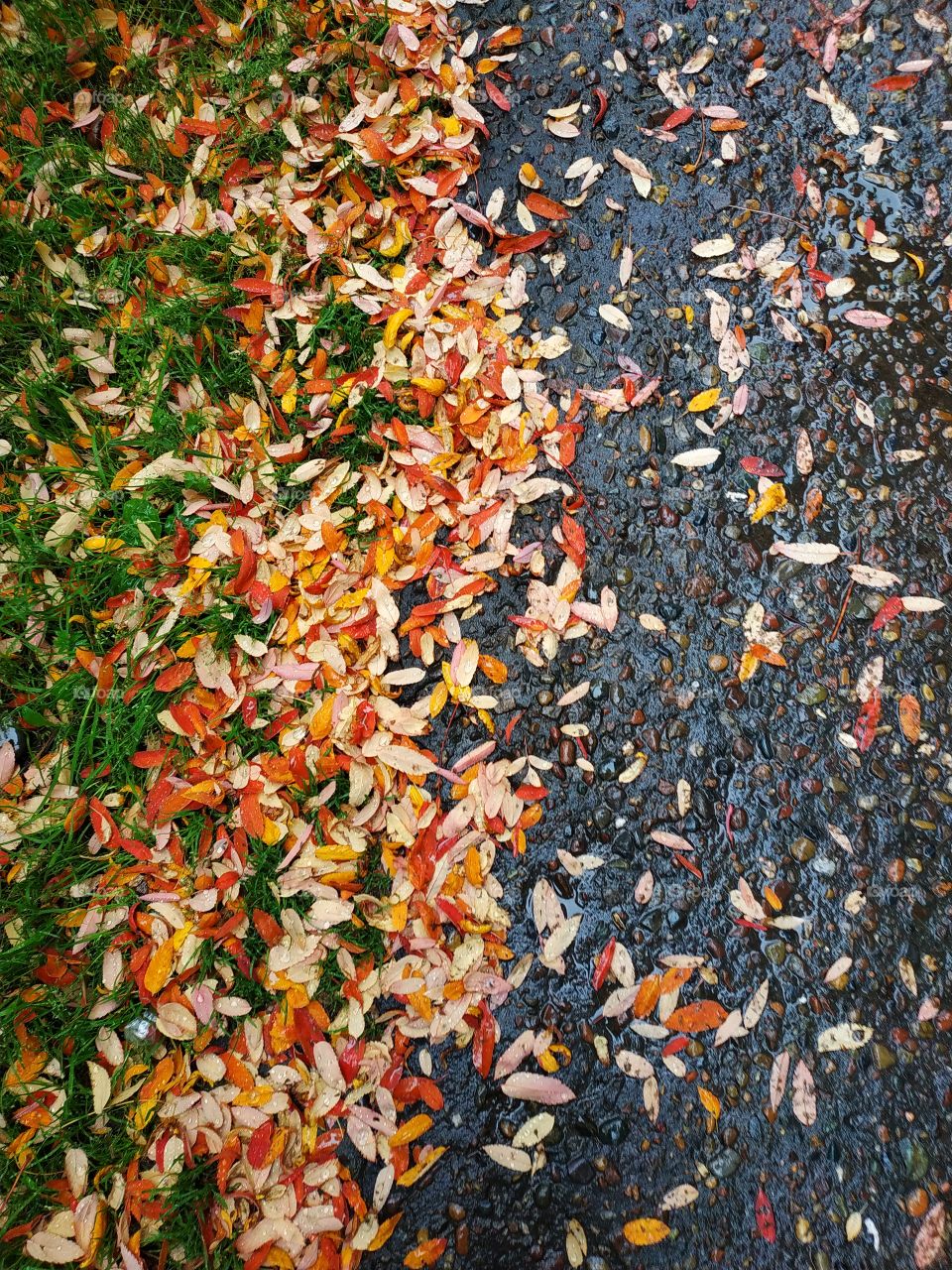 Autumn leaves.