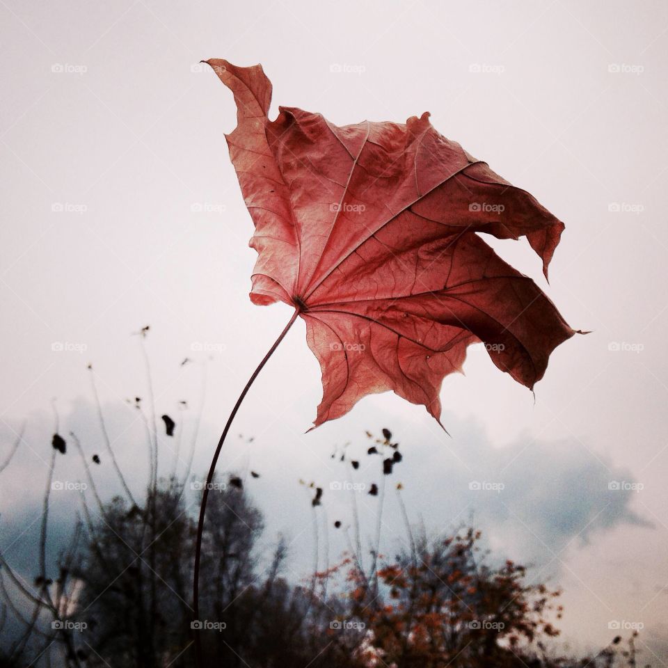 Fall, Leaf, Nature, Tree, Flora