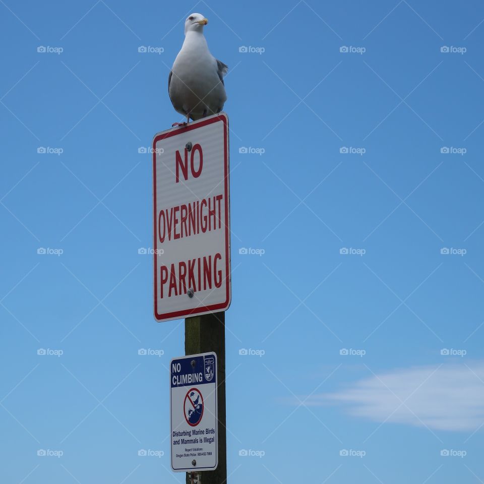 A seagull stands on a "No Parking" sign on the Oregon coast proving that he can park wherever he wants to. 