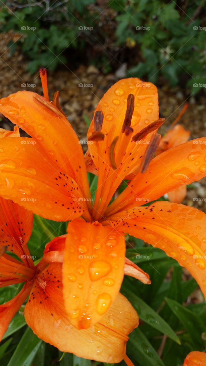 Orange lilies. Lucky find