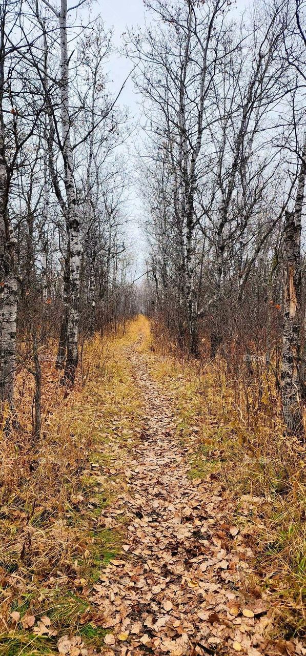 Autumn Forest