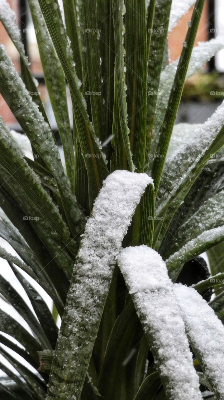 Green plant with snow