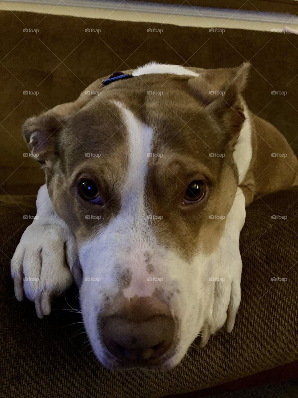 Beautiful rescue pitbull 