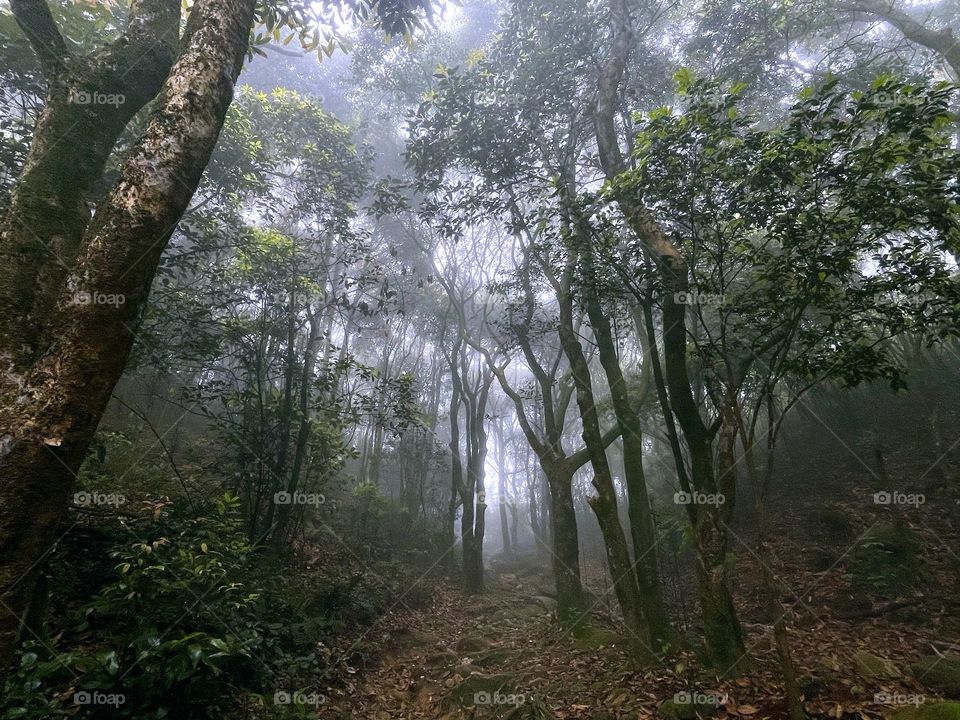 fog and forest