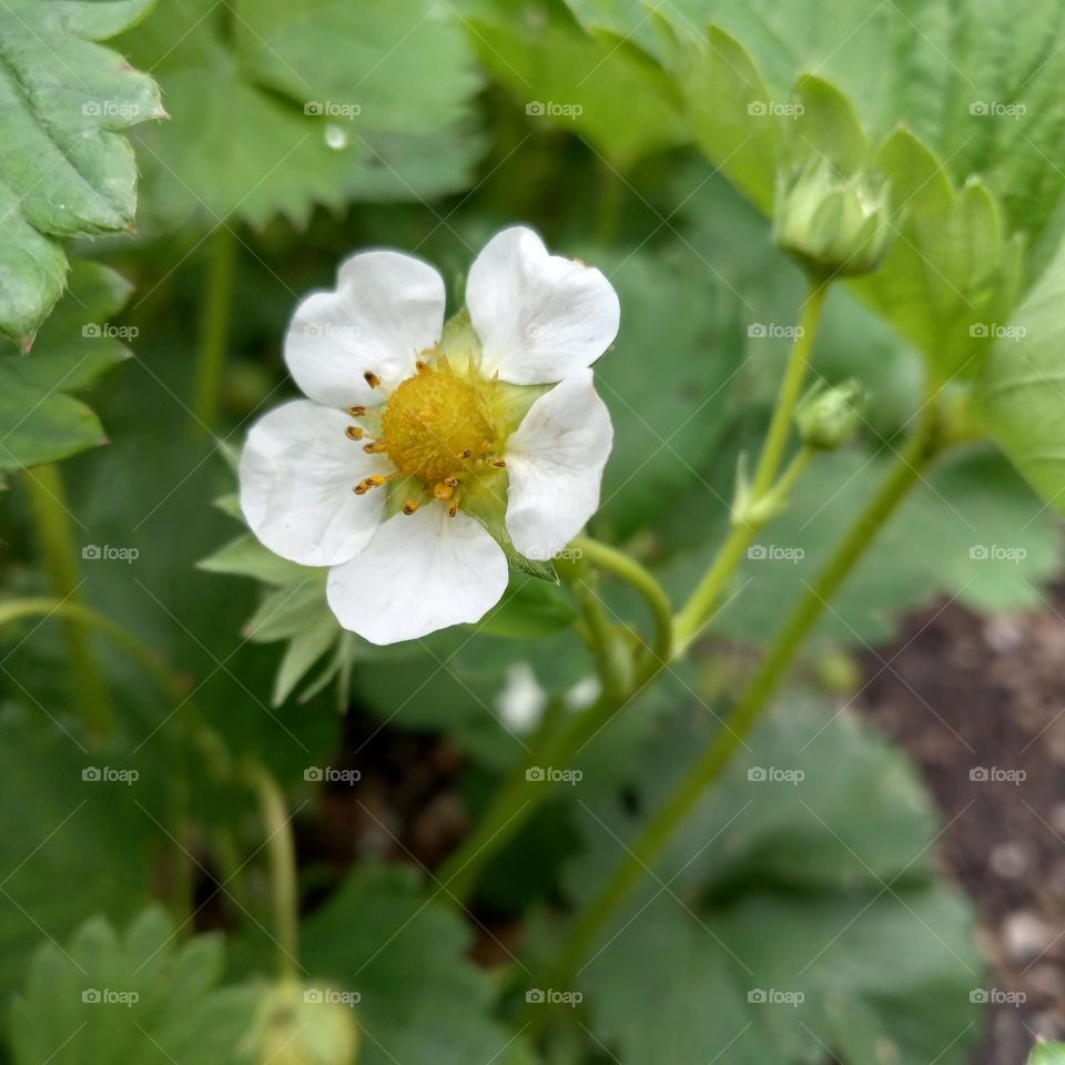 strawberry blossom