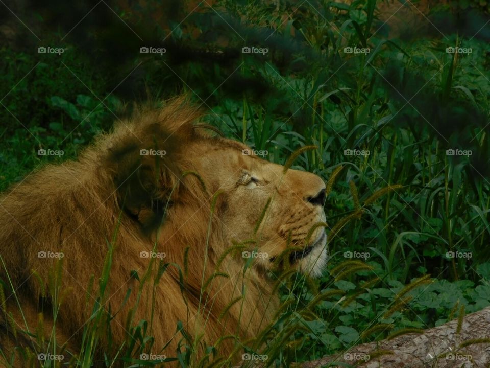 Sleeping lion