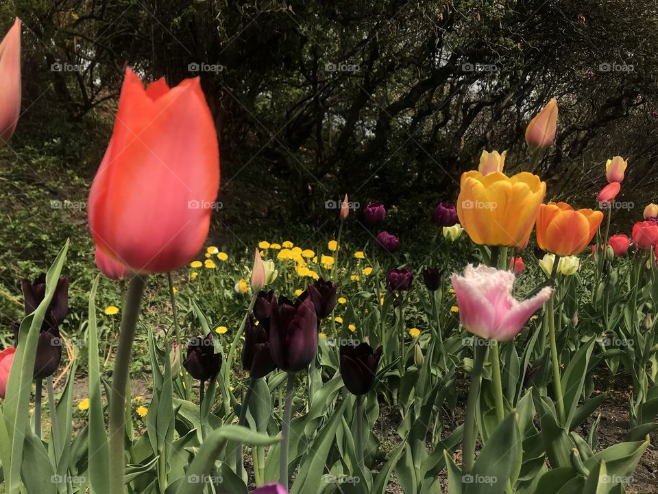 Beautiful flowers 