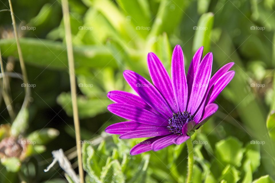 purple flower in the garden
