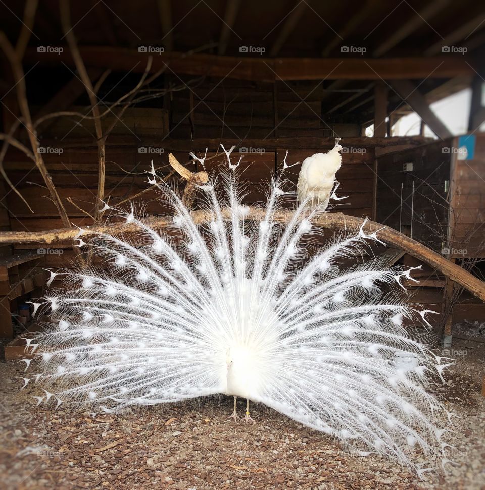 Albino peacock in a petting zoo 