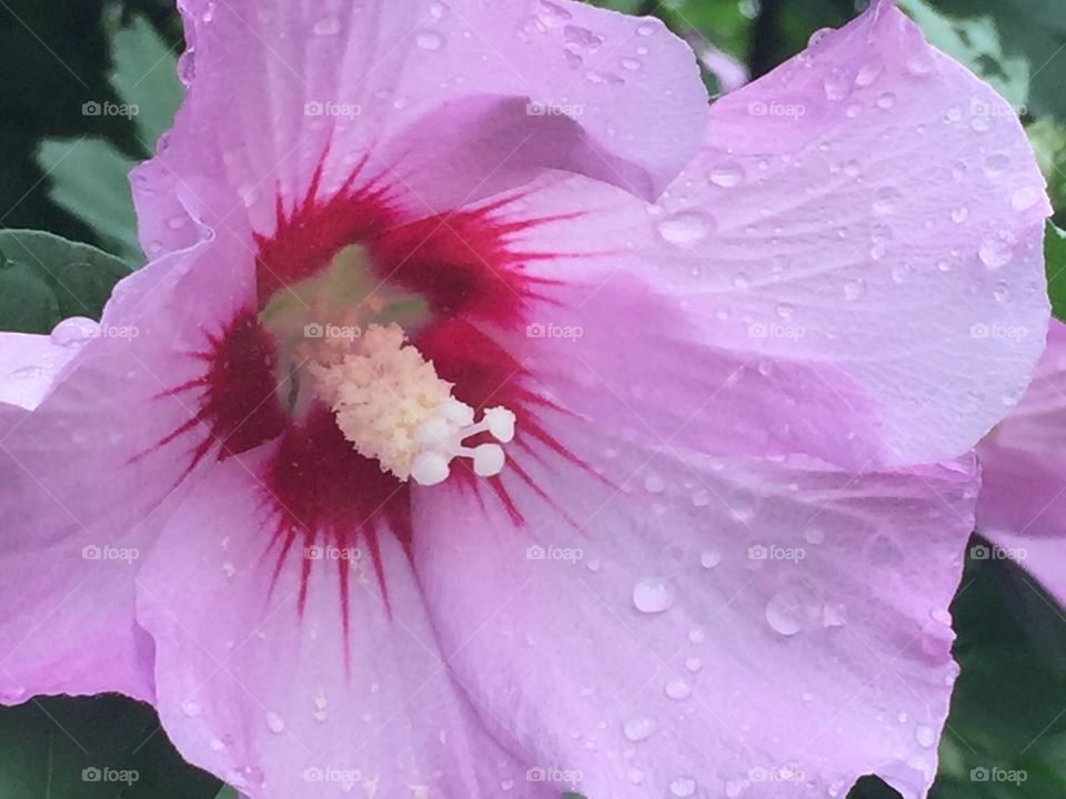 Rose of Sharon 