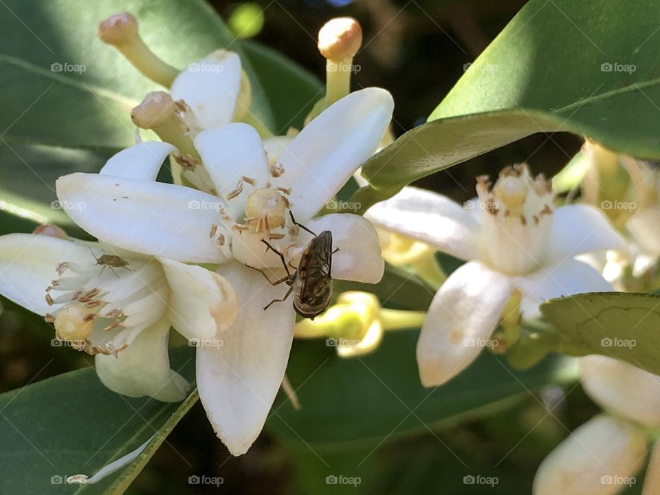 Black and yellow banded bee pollinating and gathering nectar from an orange blossom 