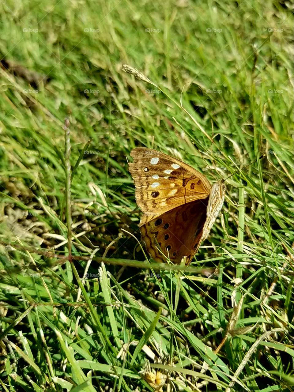 Butterfly in a field