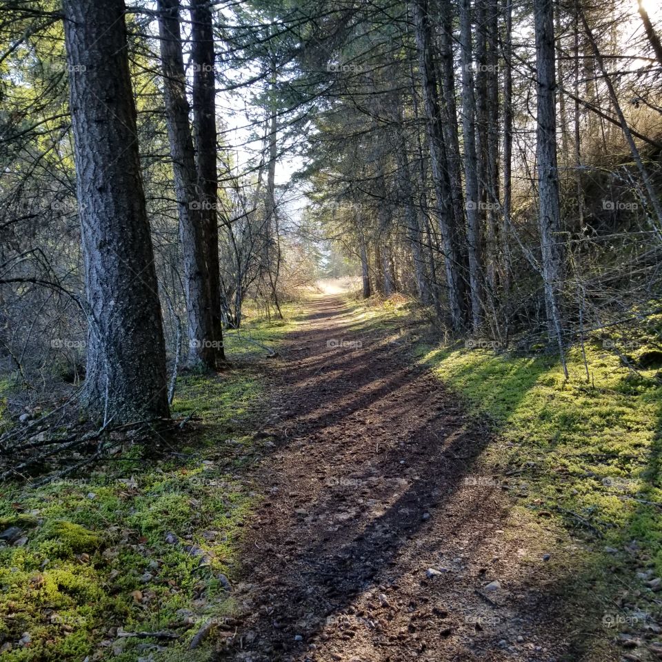 hiking trail in a forest on an autumn  day with sun shining thru