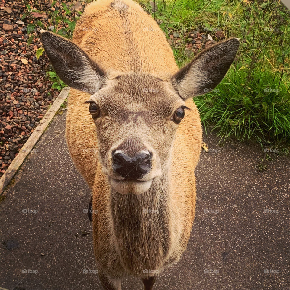 Red deer