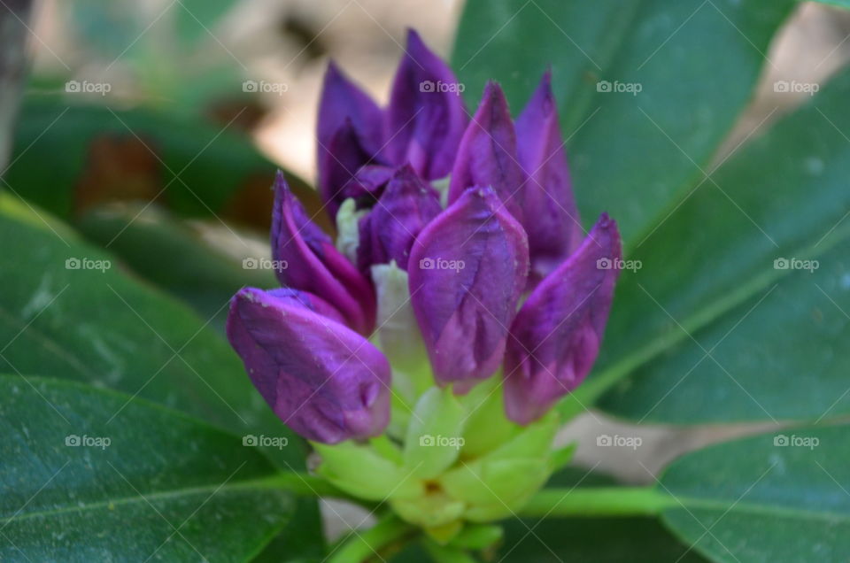 Purple Azaleas