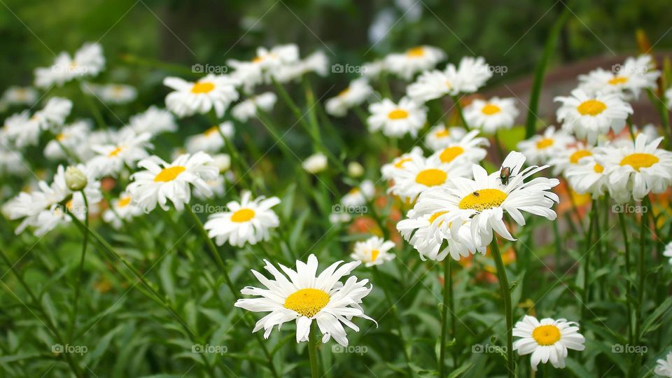 Daisy Flowers
