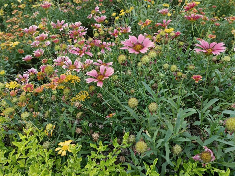 Those wildflowers in the field look like they're having a colourful party together! 🌼🎉