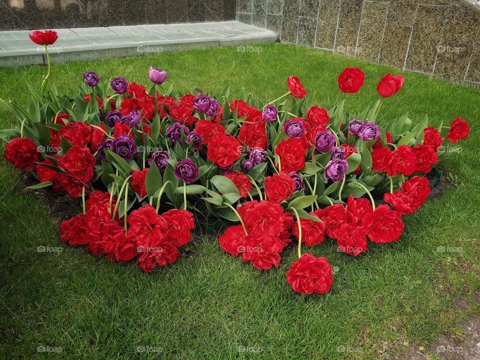 Nature green plant flower beauty