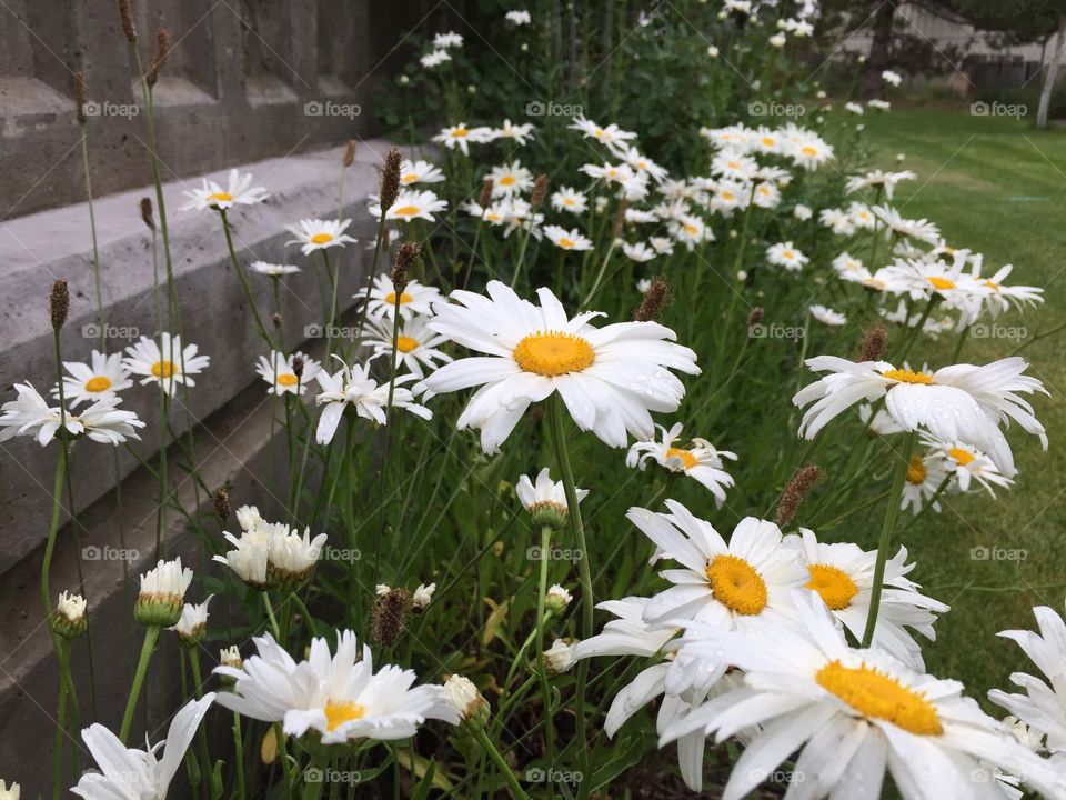 Daisies Galore. A beautiful bed of blooming white daisies